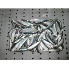 Block Quick Frozen Seafood Sardine for Canned